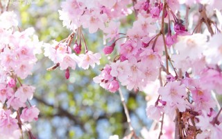 Free Cherry Blossom Prints